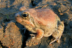 Tomopterna marmorata