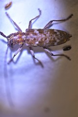 Monochamus titillator