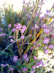 Erica clavisepala