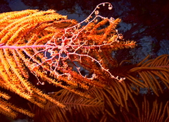 Astrophyton muricatum