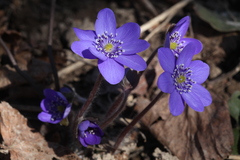 Hepatica transsilvanica