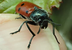 Lachnaia paradoxa