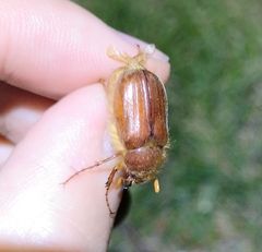 Holochelus