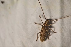 Monochamus titillator