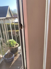 Dolichovespula media