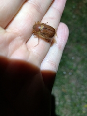 Holochelus