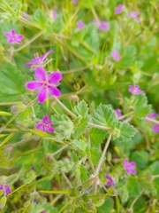 Erodium malacoides