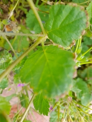 Erodium malacoides