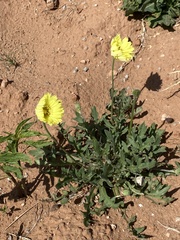 Pyrrhopappus grandiflorus
