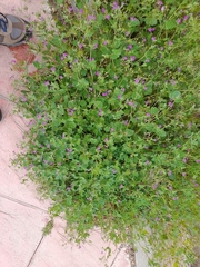 Erodium malacoides