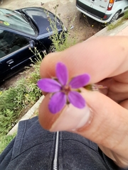 Erodium malacoides