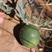 Roughleaf Cucumber - Photo (c) Alex Dreyer, some rights reserved (CC BY-NC), uploaded by Alex Dreyer