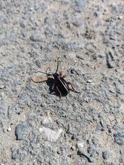 Dorcadion cinerarium