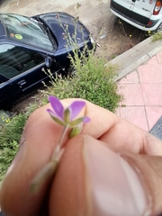 Erodium malacoides