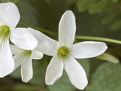 Oxalis triangularis