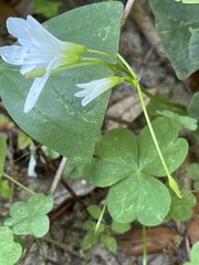Oxalis triangularis