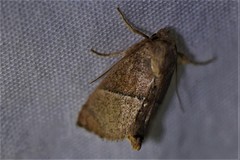 Apoda rectilinea