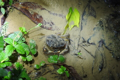 Longpotamon honanense