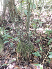 Dioscorea bartlettii