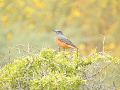 Monticola saxatilis