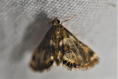 Neargyractis slossonalis