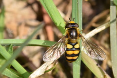 Eupeodes latifasciatus
