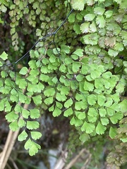 Adiantum raddianum image