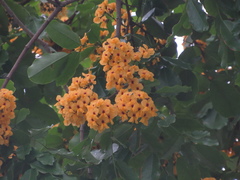 Pterocarpus rohrii