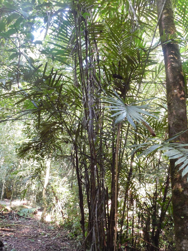 Bactris mexicana