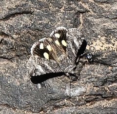 Litocala sexsignata