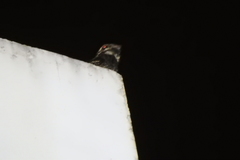 Caprimulgus jotaka