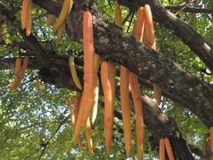 Parmentiera cereifera