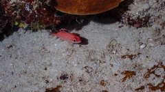 Sargocentron coruscum