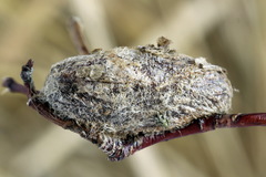 Trichiosoma lucorum