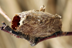Trichiosoma lucorum
