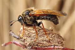 Trichiosoma lucorum