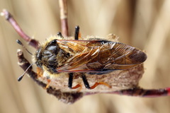 Trichiosoma lucorum