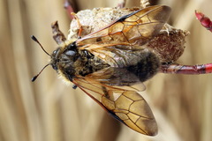 Trichiosoma lucorum