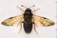 Trichiosoma lucorum