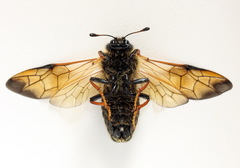 Trichiosoma lucorum
