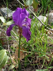 Iris pallida illyrica