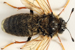 Trichiosoma lucorum