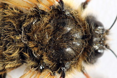 Trichiosoma lucorum