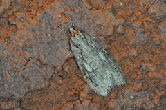 Semioscopis aurorella