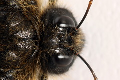 Trichiosoma lucorum