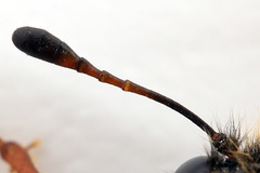 Trichiosoma lucorum