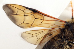 Trichiosoma lucorum