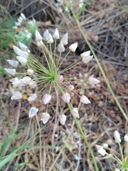 Allium neapolitanum