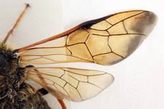 Trichiosoma lucorum