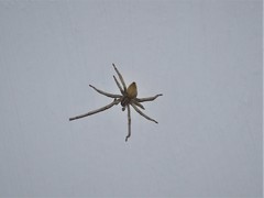 Cheiracanthium